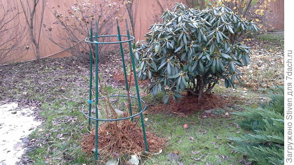 На розовую крупноцветковую гортензию поставила вторую часть арки, а сверху одела цилиндрический чехол.