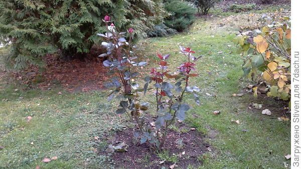 Буду укрывать розу