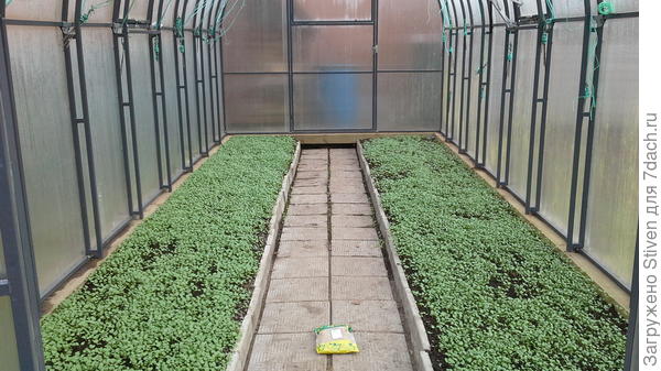 Всегда сею горчицу после сбора урожая - борьба с сорняками.