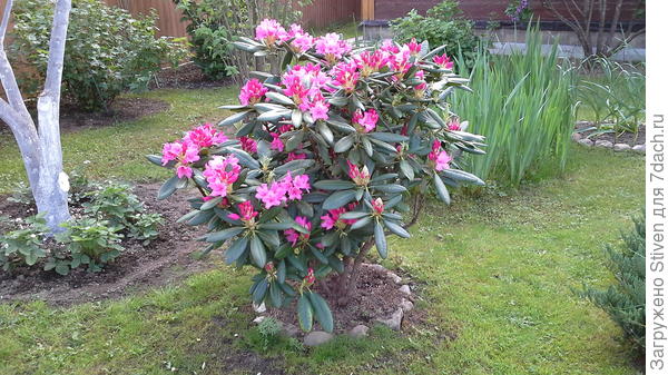 Гордость моего участка - южное растение на севере подмосковья