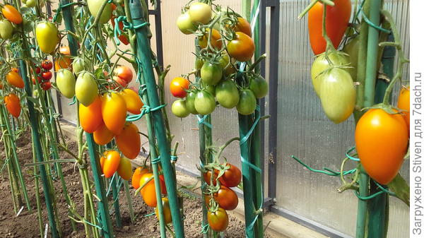 Золотое руно - мясистые, сахарные, хороши в залолке