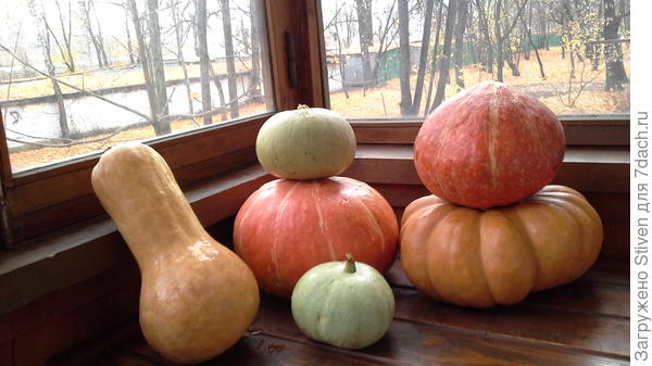 Тыквенная осень - берет старт!