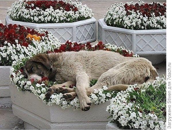 Ценитель прекрасного