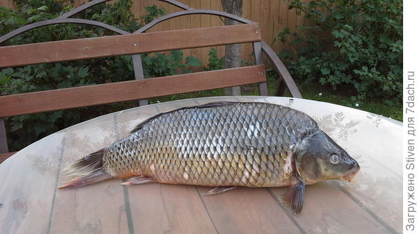 Кушай котик - свежая рыбка на 8,5 кг.