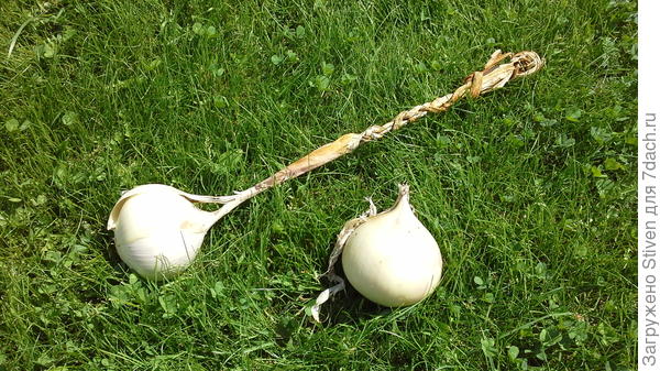 Луковицы - загадка