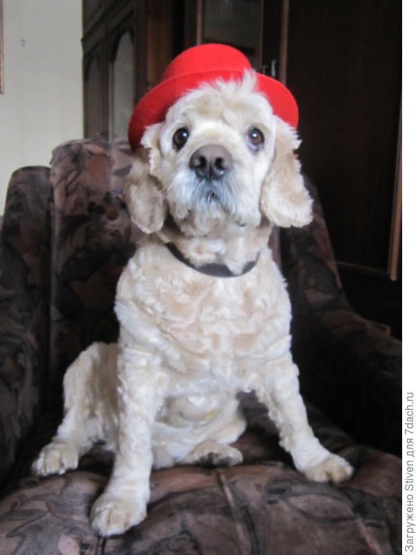 Красная шляпочка - морду украшает