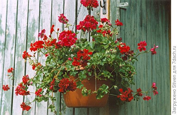 Пеларгония ампельная