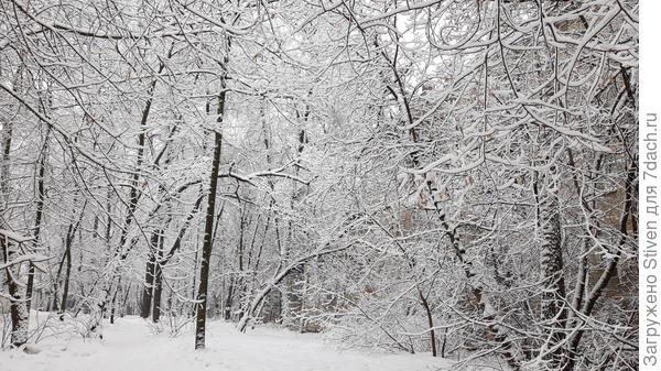 За домом - место наших прогулок со Стивом