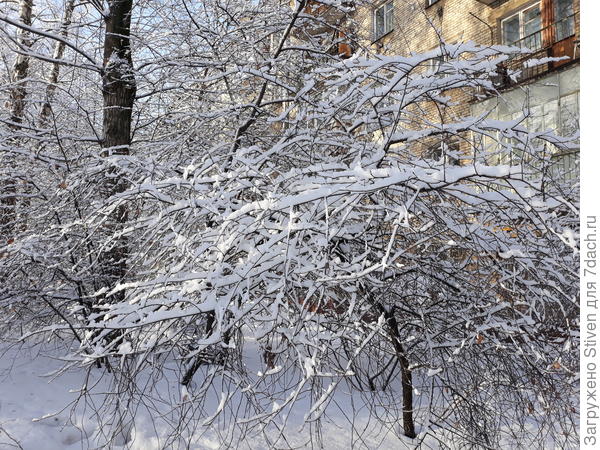 Много снега, легкий морозец, наконец - то солнце