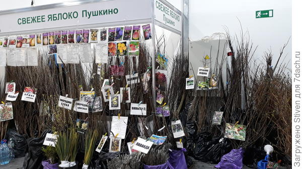 Саженцы