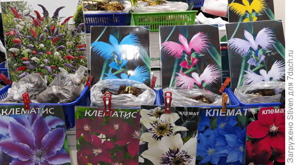 Клематисы