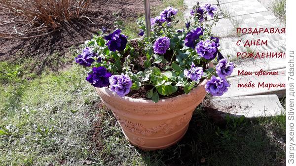 13 Мая - все мои цветущие петунии - для тебя!