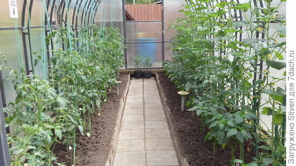 Теплица в июле