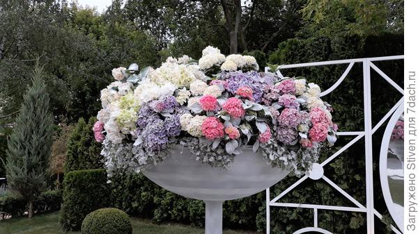 Красивые цветы - замечательному администратору