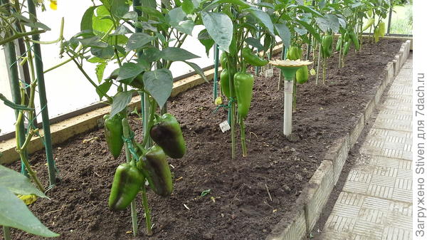 Перец скоро покраснеет