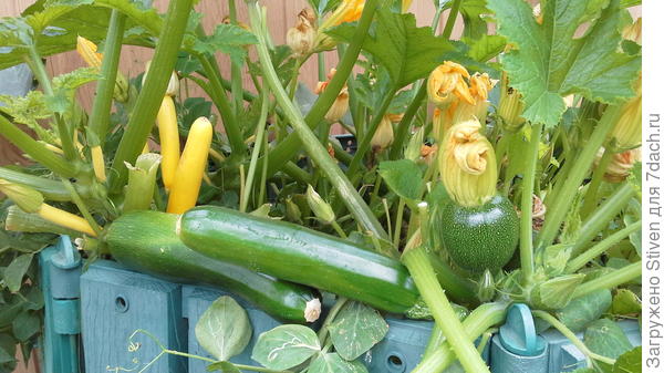 Первые кабачки