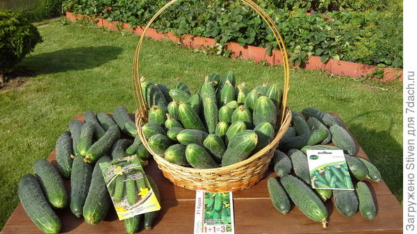 Только что с куста