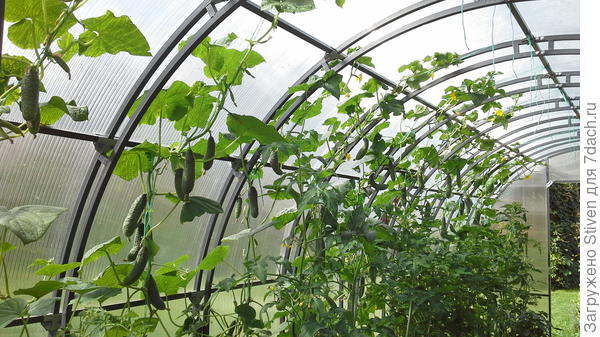 Год огуречный - не успеваем собирать урожай