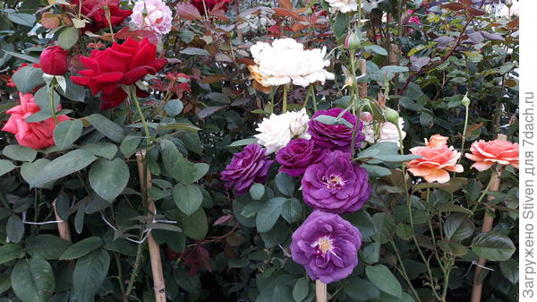 Розочки для тебя