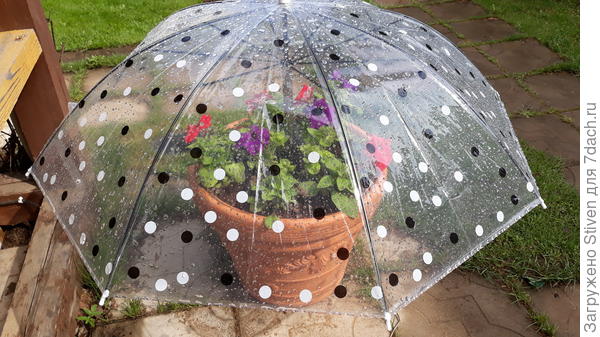 Зонтик выручает