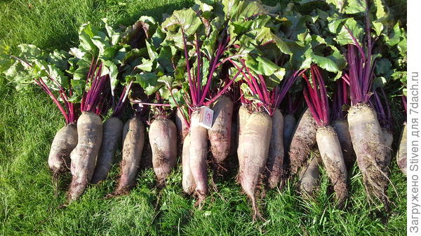 31 августа 2019 Сорт &quot;Цилиндра&quot;