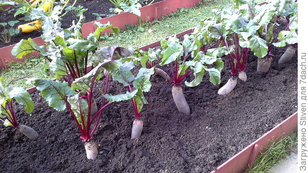 Свекла &quot;Цилиндра&quot;