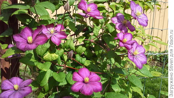 Цветочки Вам в подарок!