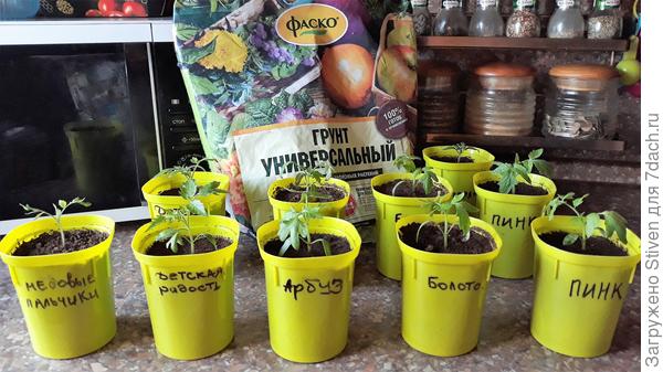 И рассаде грунт «Фаско» нравится!