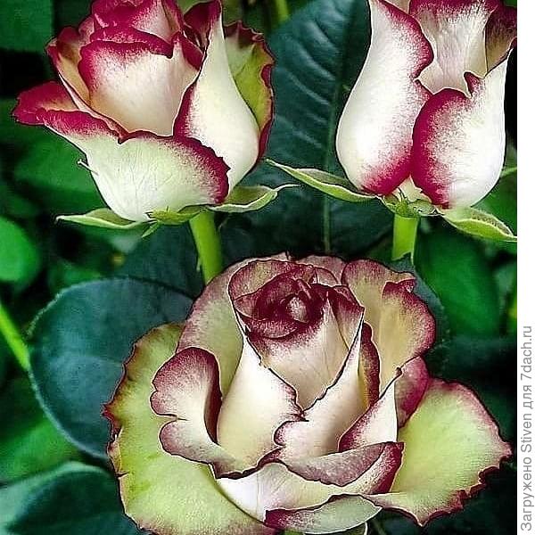 Для вас - розы &amp;quot;ЭСПИРАНСА&amp;quot;