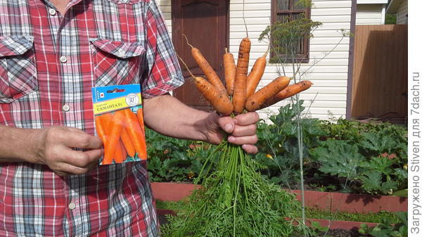 Сажаю два года подряд эту морковь - очень довольна!