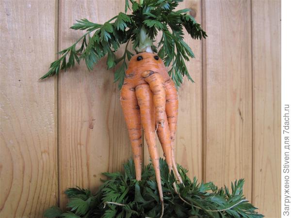 Эта похожа на осьминога