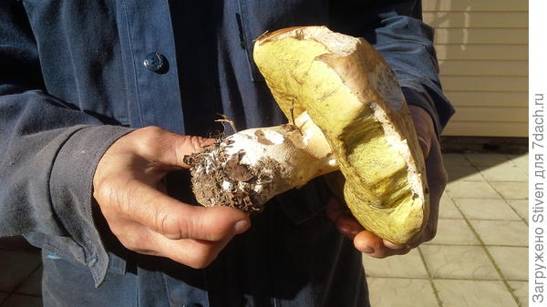 Такой гигант попался впервые