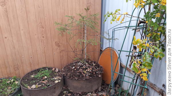 Хиленькая елка - для укоренения грибов