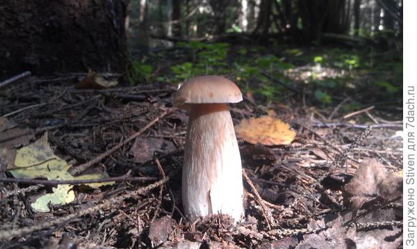 Хорош богатырь