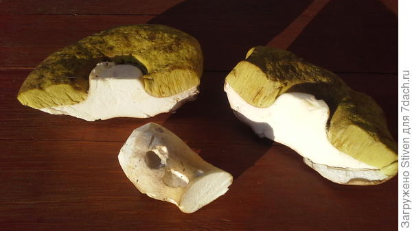 Прелесть в том, что такой большой гриб совершенно чистый. Как он умудрился не зачервиветь пока рос?