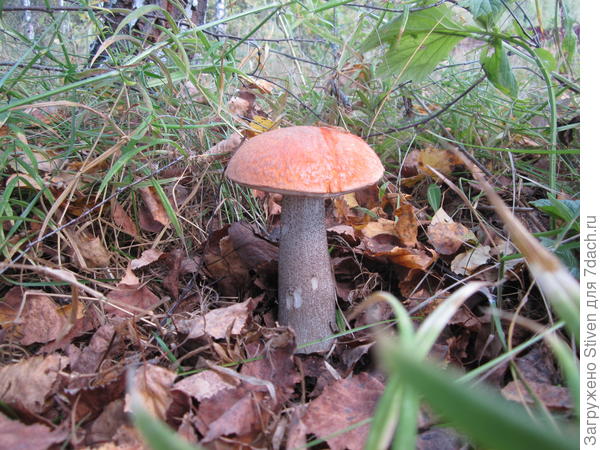 Подосиновик