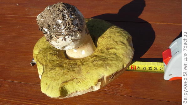 Побежала за рулеткой