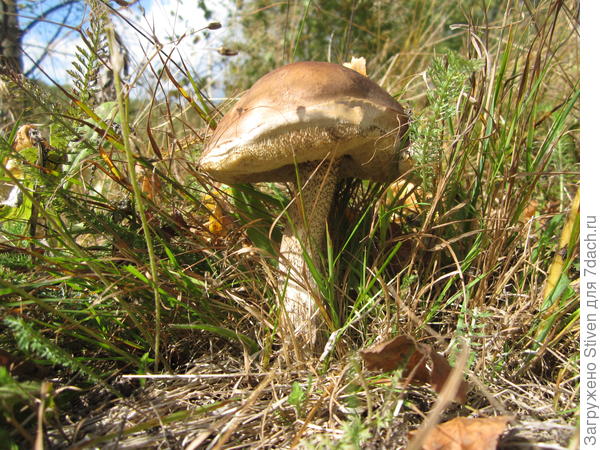 Подберезовик