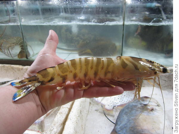 Вот это размерчик!