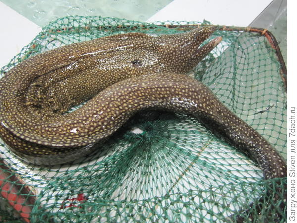 Мурена по - вьетнамски - вверх наслаждения