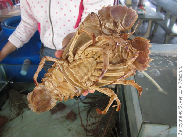 Равноногий рак - сплошное мясо