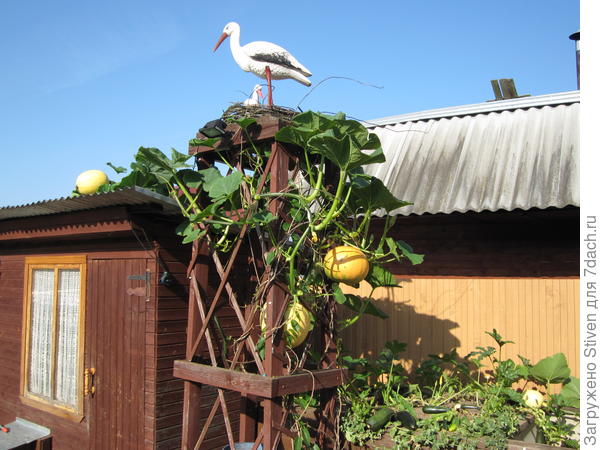 На весу - выдерживают почти 20 кг