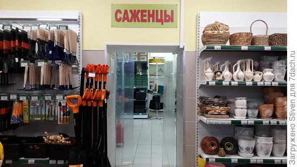 Отдел САЖЕНЦЫ