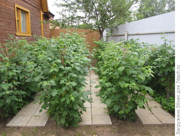 Это мой малинник с классными дорожками