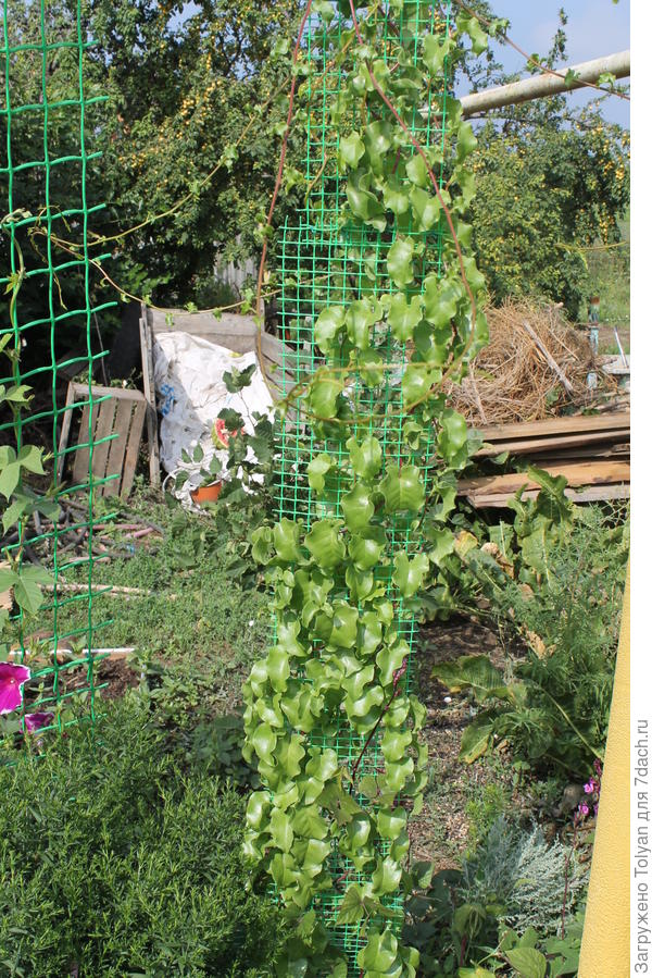 Буссенгольция