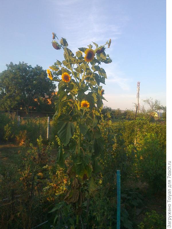 Сорт не помню((