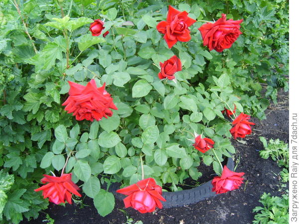 Роза "Софи Лорен"