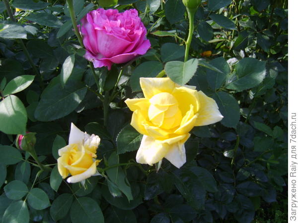 Любимые розы