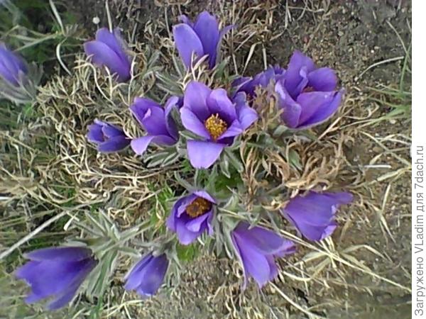 Наши подснежники