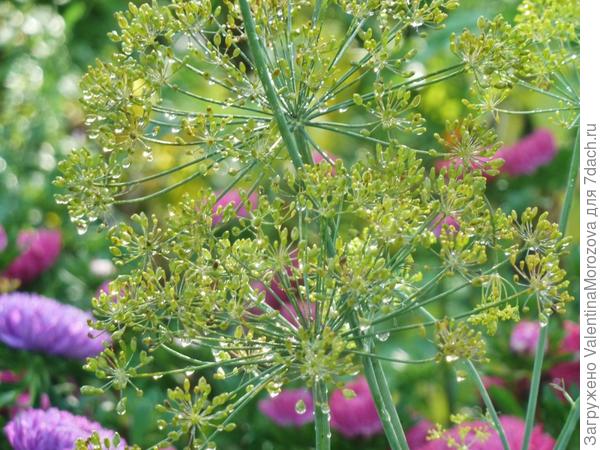 Астры с укропом